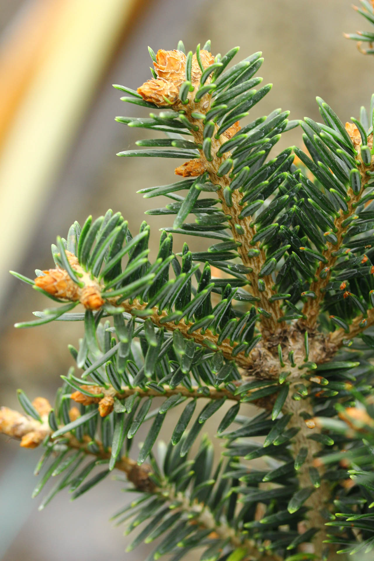 Abies nordmanniana 